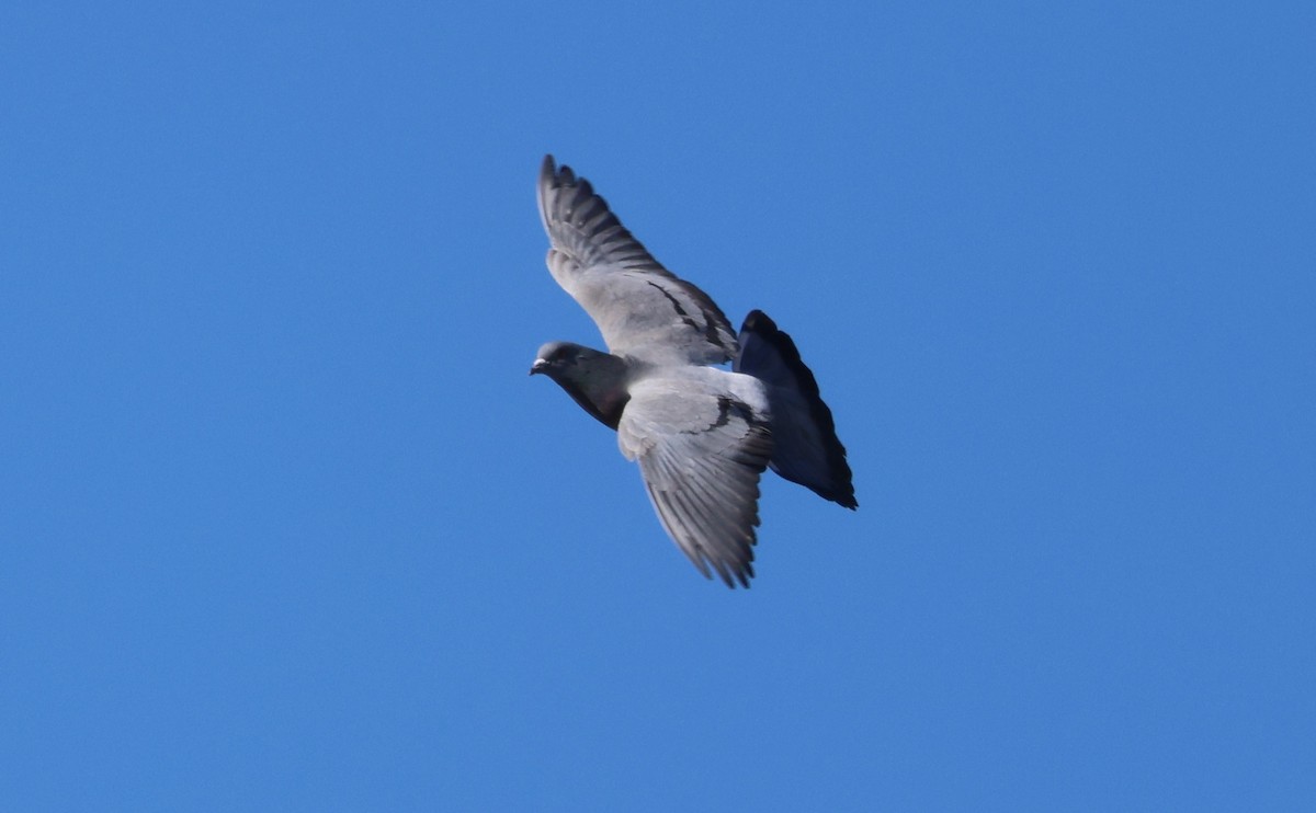 Kaya Güvercini (evcil tip) - ML647448031