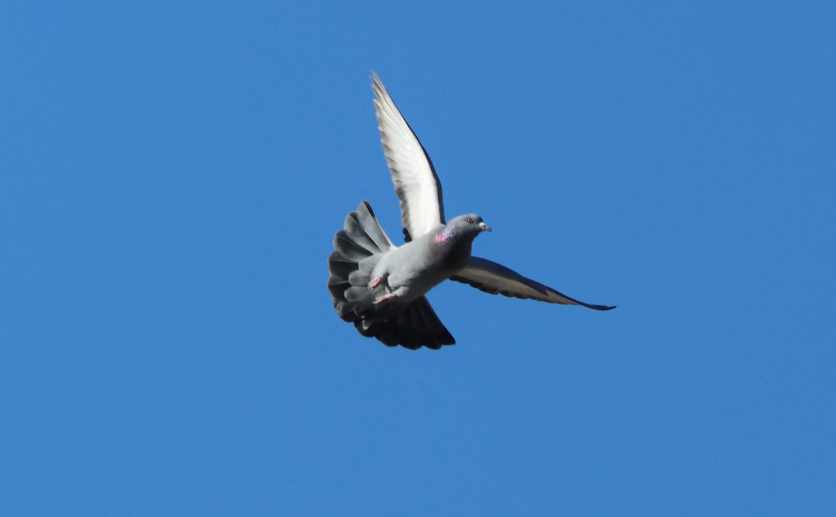 Kaya Güvercini (evcil tip) - ML647448033