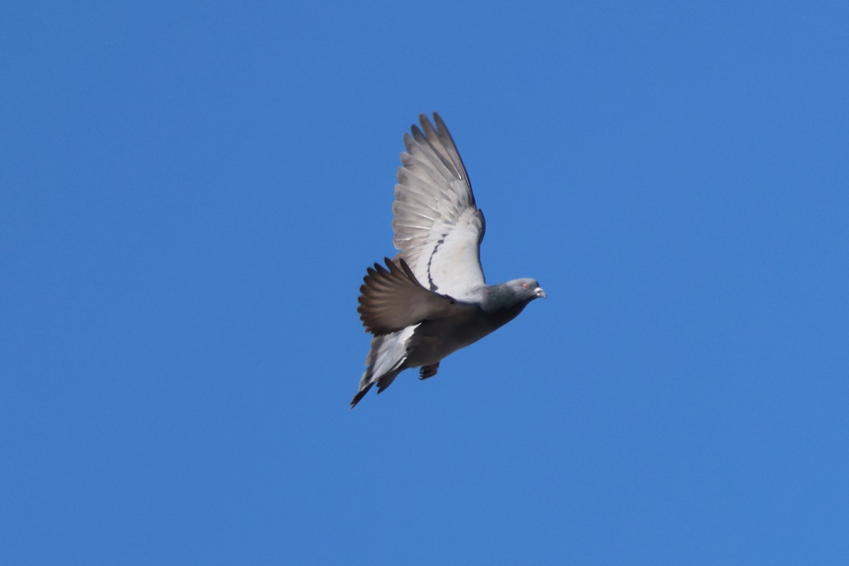 Kaya Güvercini (evcil tip) - ML647448034