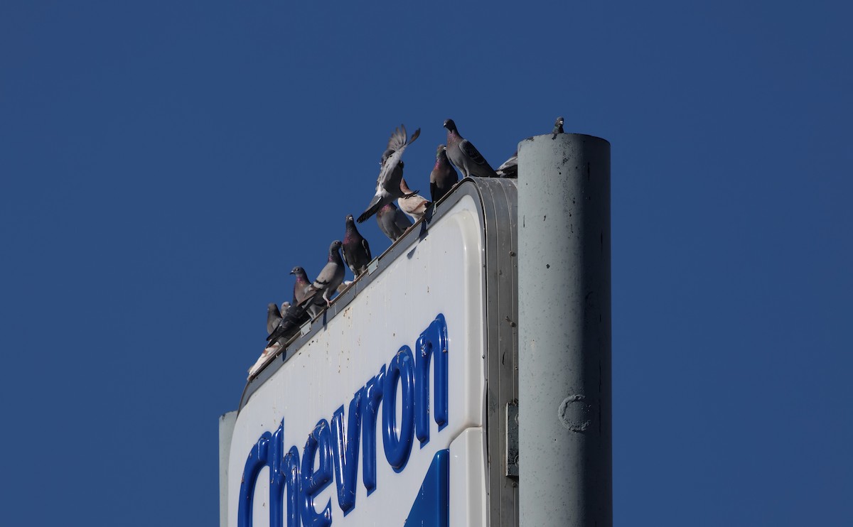 Kaya Güvercini (evcil tip) - ML647448035