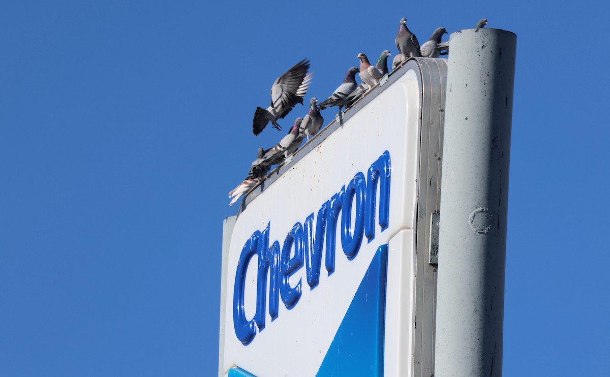 Kaya Güvercini (evcil tip) - ML647448036