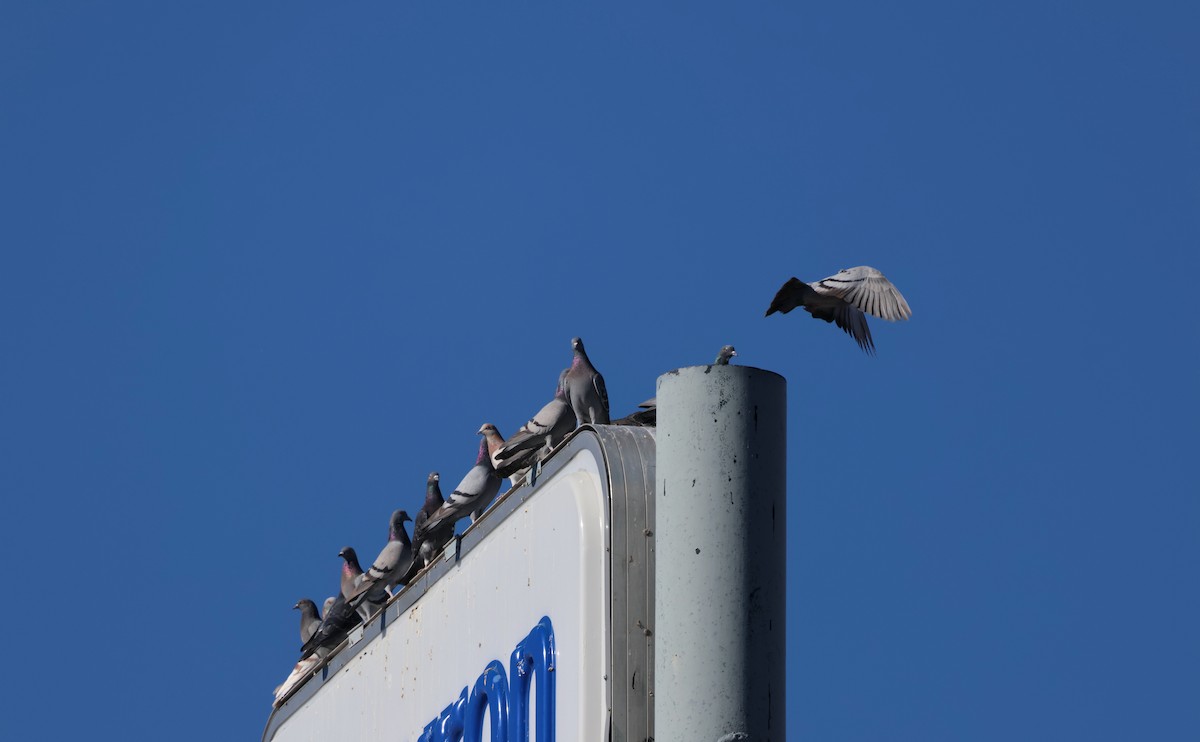 Kaya Güvercini (evcil tip) - ML647448037