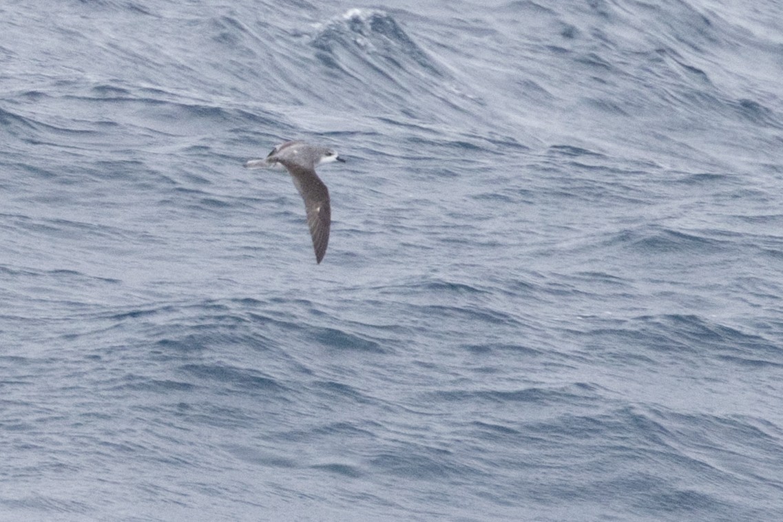 Cook braia - ML647448040