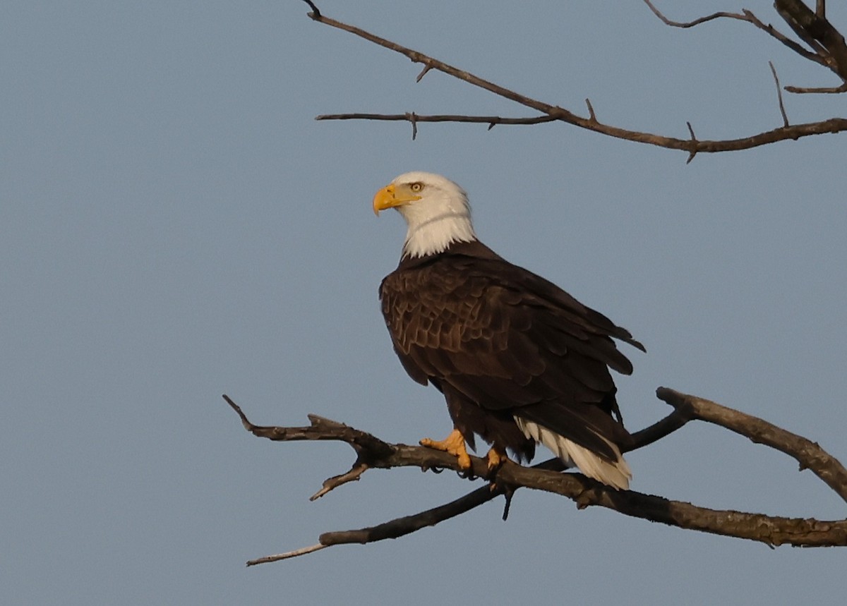 Bald Eagle - ML647448041