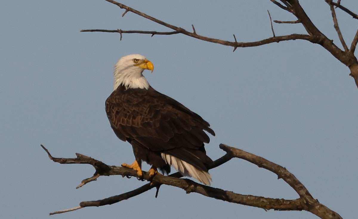 Bald Eagle - ML647448042
