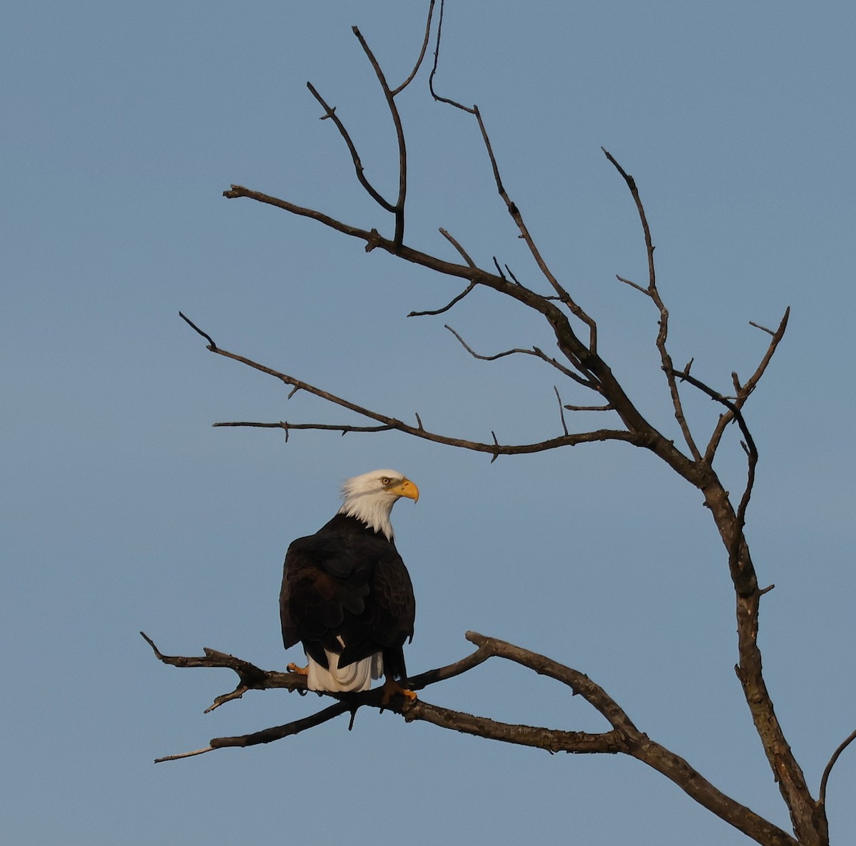 Bald Eagle - ML647448044