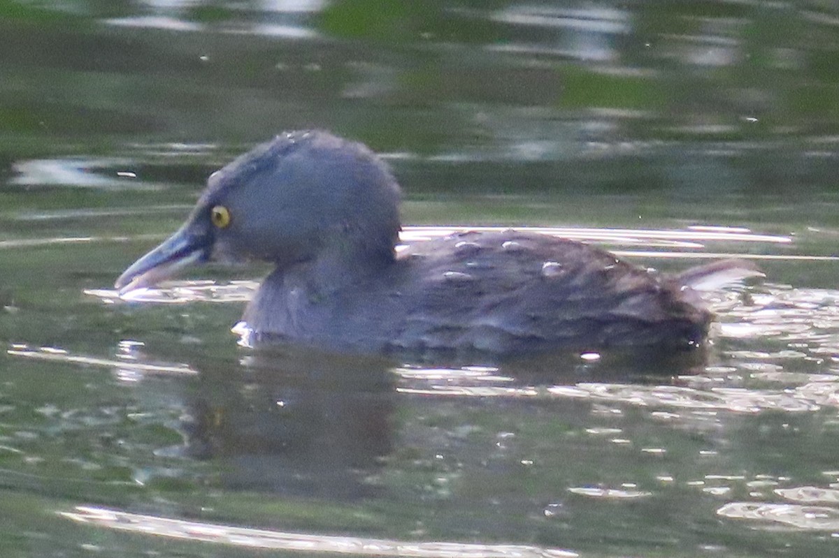 Least Grebe - ML647448046