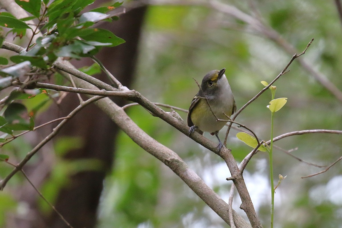 Віреон товстодзьобий - ML647448047