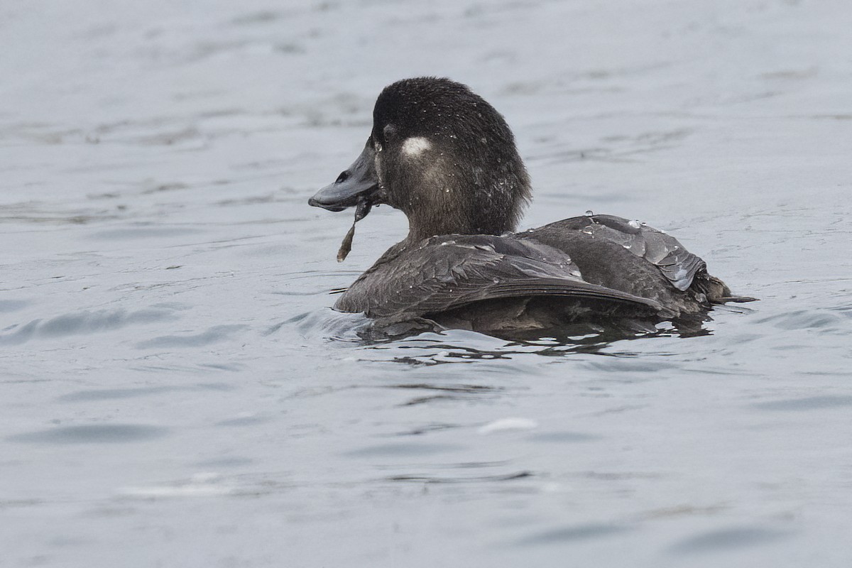 Negrón Careto - ML647448056