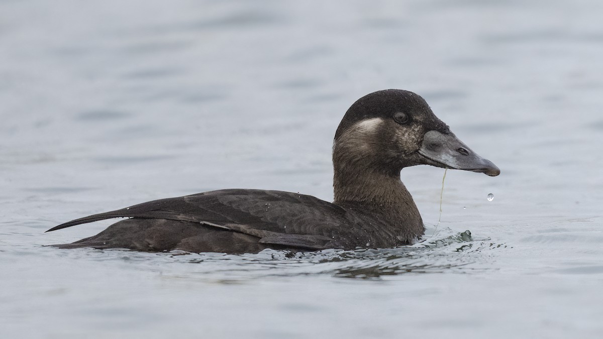 Negrón Careto - ML647448057