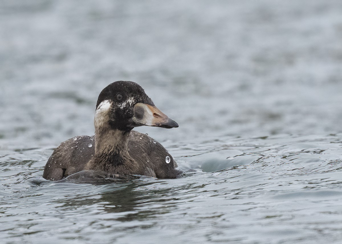Negrón Careto - ML647448058