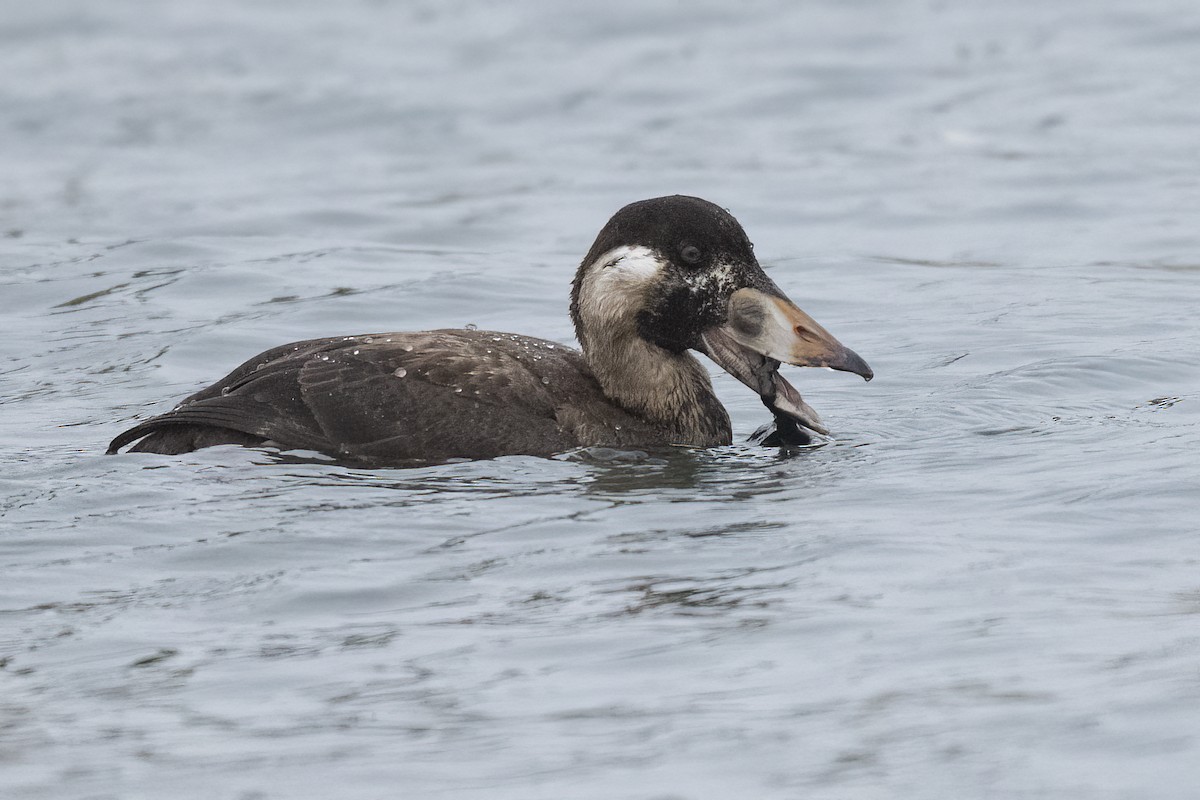 Negrón Careto - ML647448060