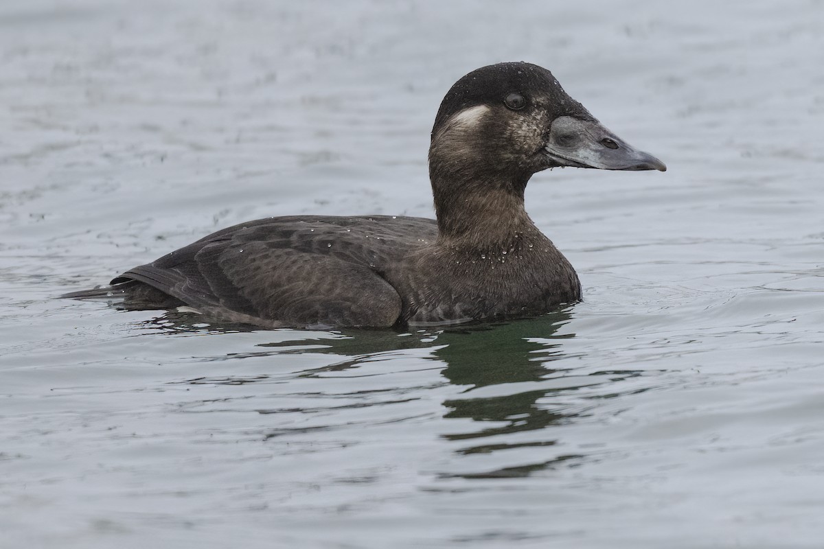 Negrón Careto - ML647448061
