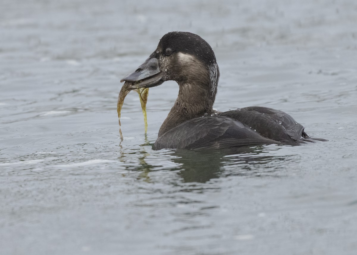 Negrón Careto - ML647448062