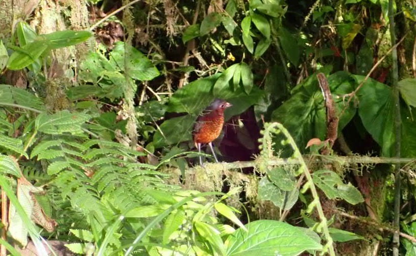 kjempemaurpitta - ML647448068