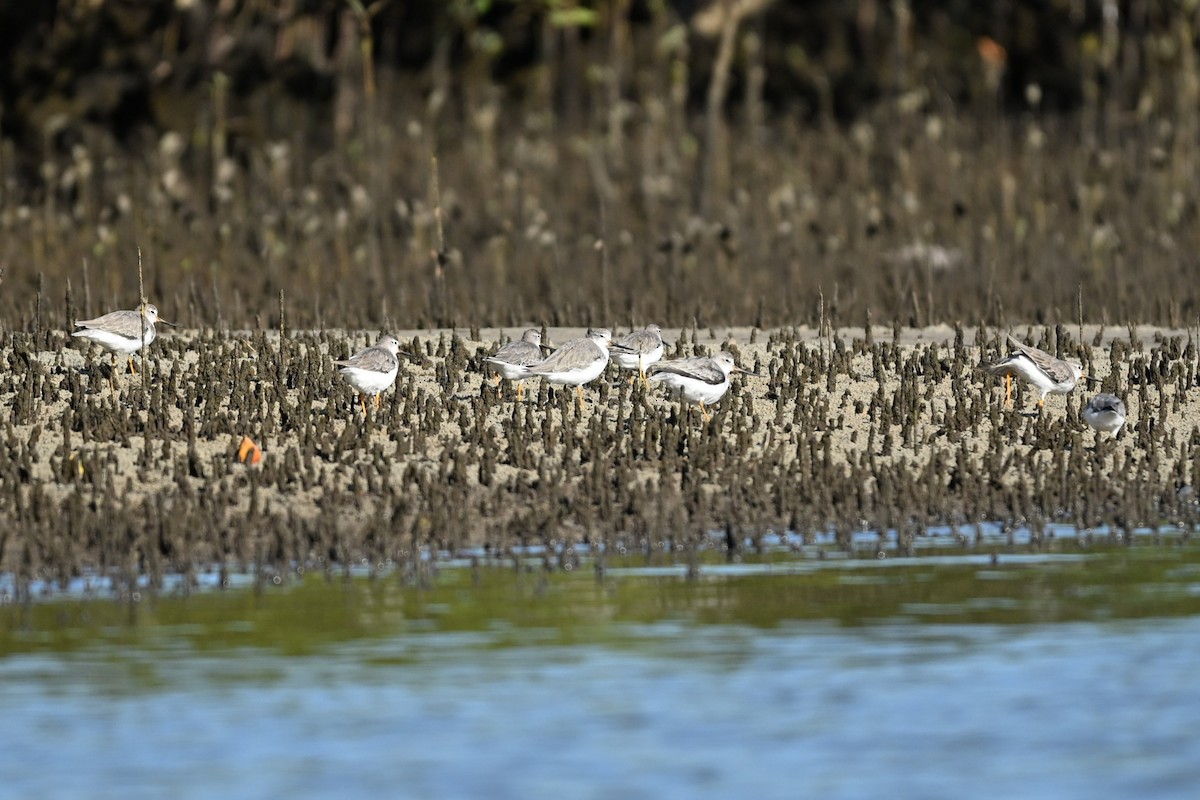ביצנית אפורה - ML647448126