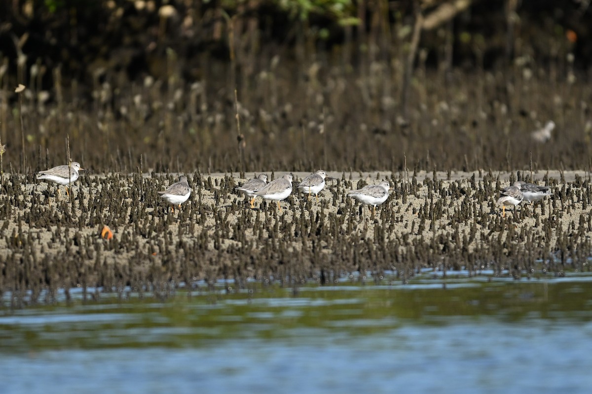 ביצנית אפורה - ML647448128