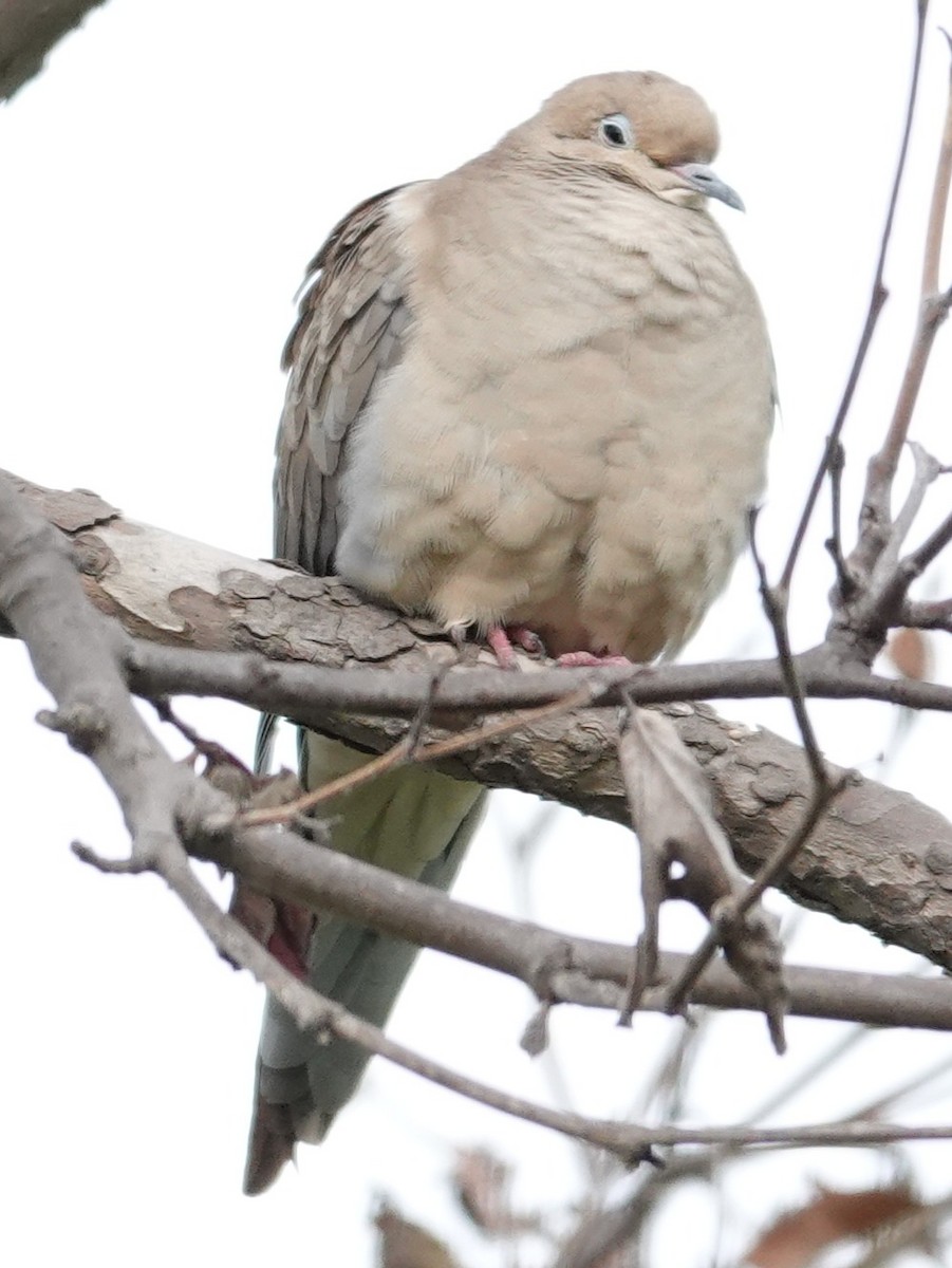 Mourning Dove - ML647448152