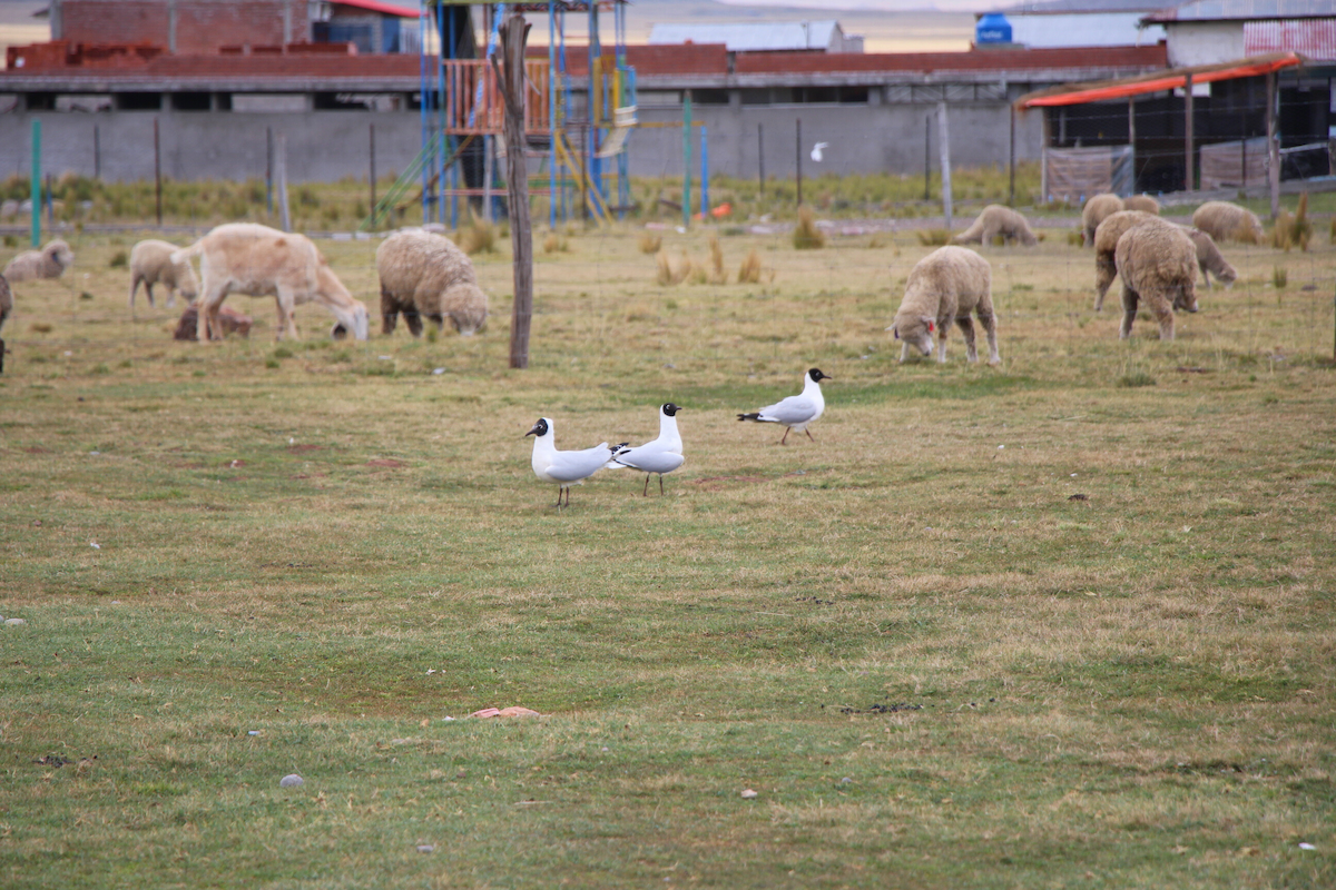 Andean Gull - ML647448155