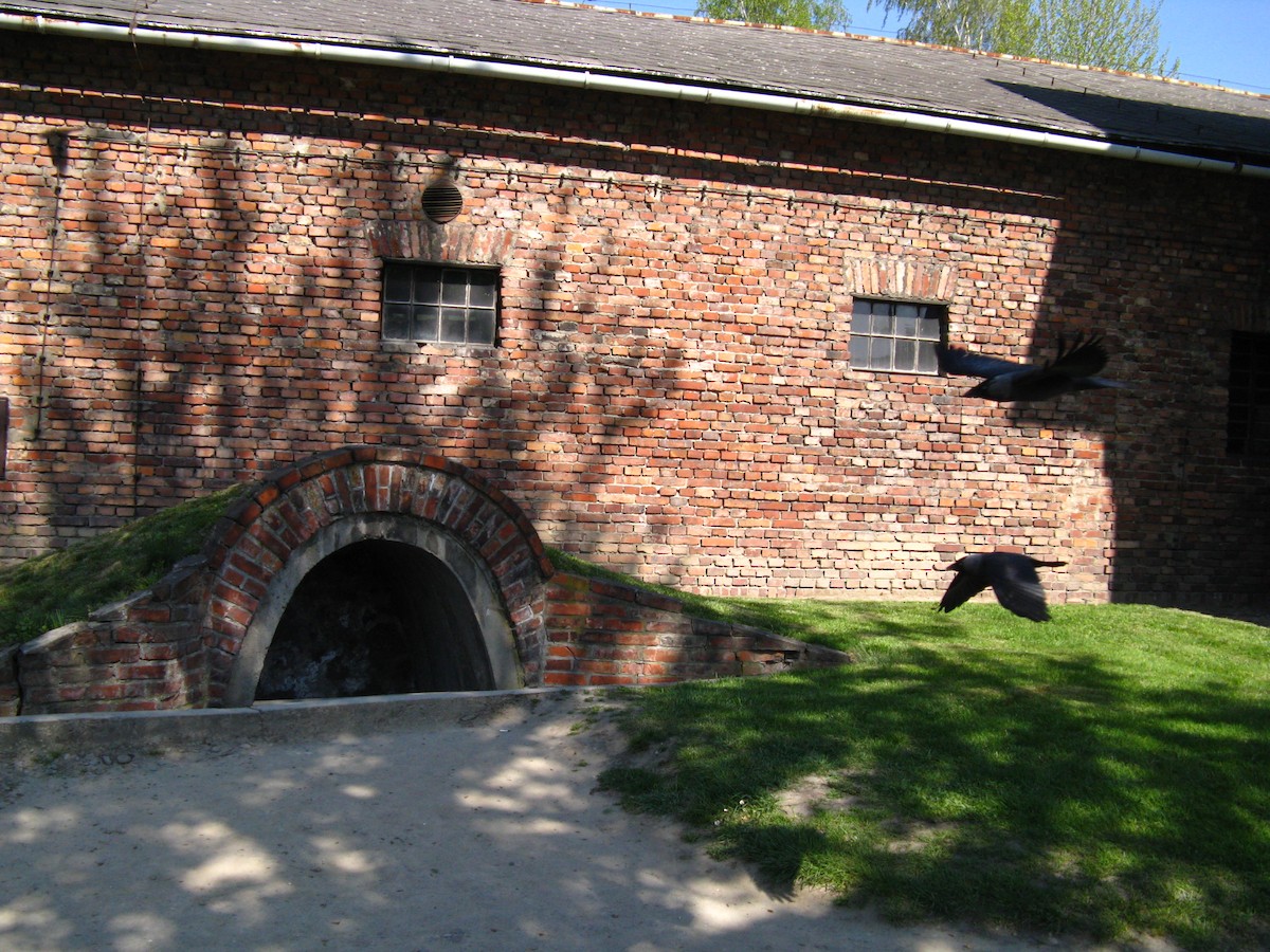 Hooded Crow - ML647448159