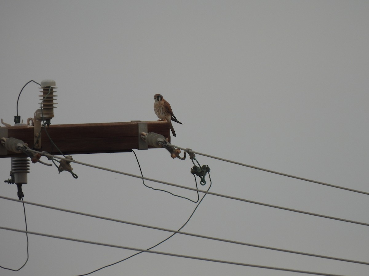 American Kestrel - ML647448162