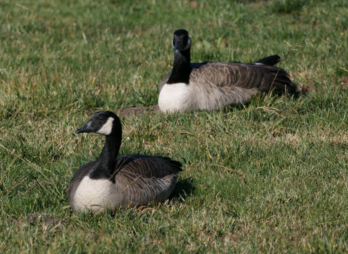 ברנטה קנדית - ML647448163