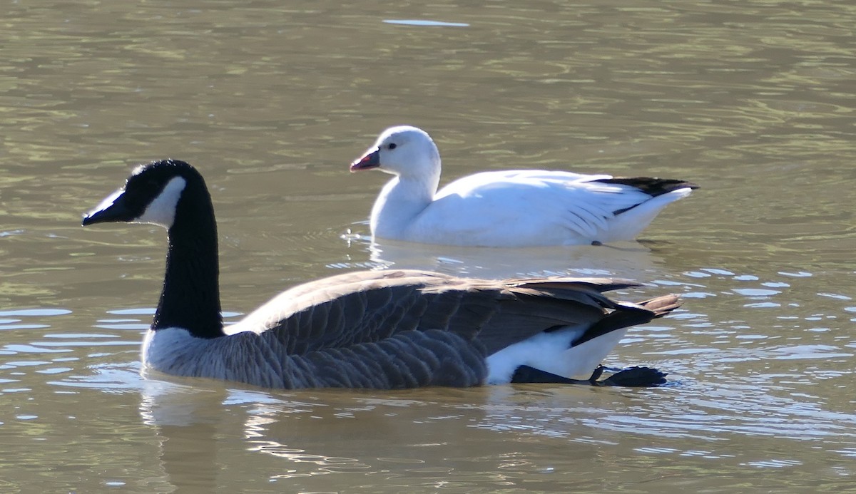 ברנטה קנדית - ML647448167