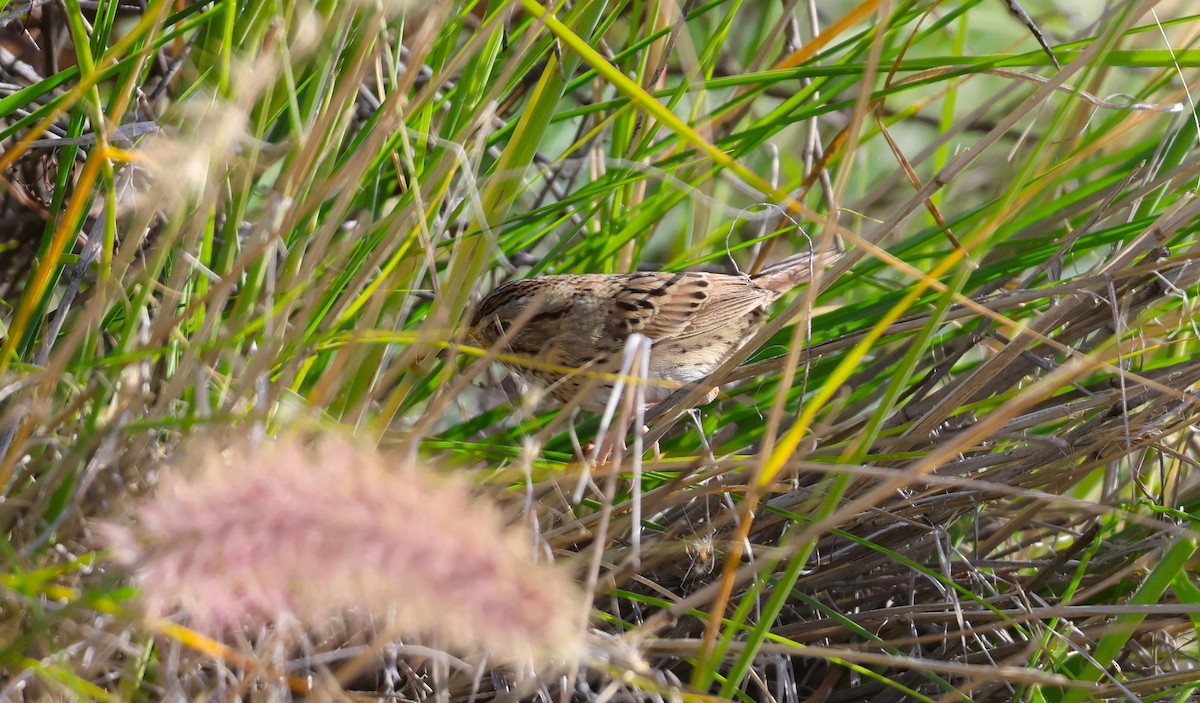 Lincoln's Sparrow - ML647448176