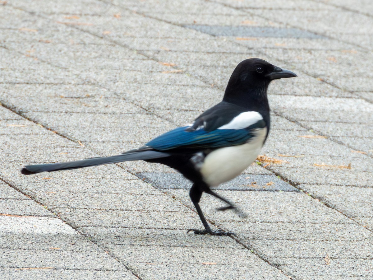 Oriental Magpie - ML647448177