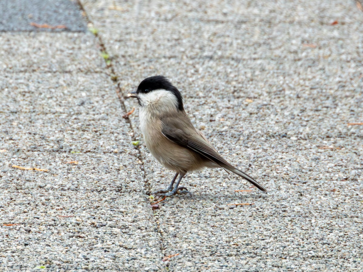 Cincia bigia - ML647448182