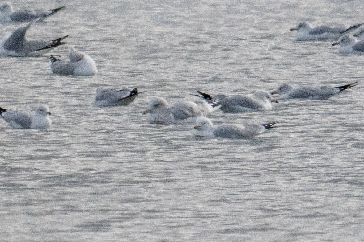 アイスランドカモメ（亜種 カナダカモメ） - ML647448192