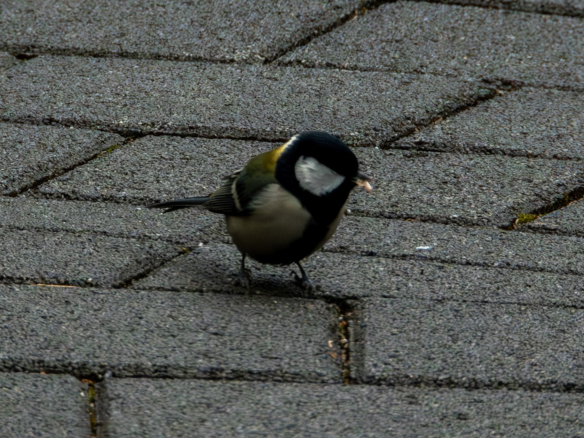 Asian Tit - ML647448196
