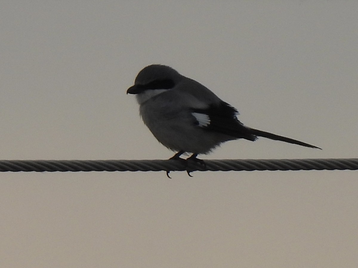 Loggerhead Shrike - ML647448197
