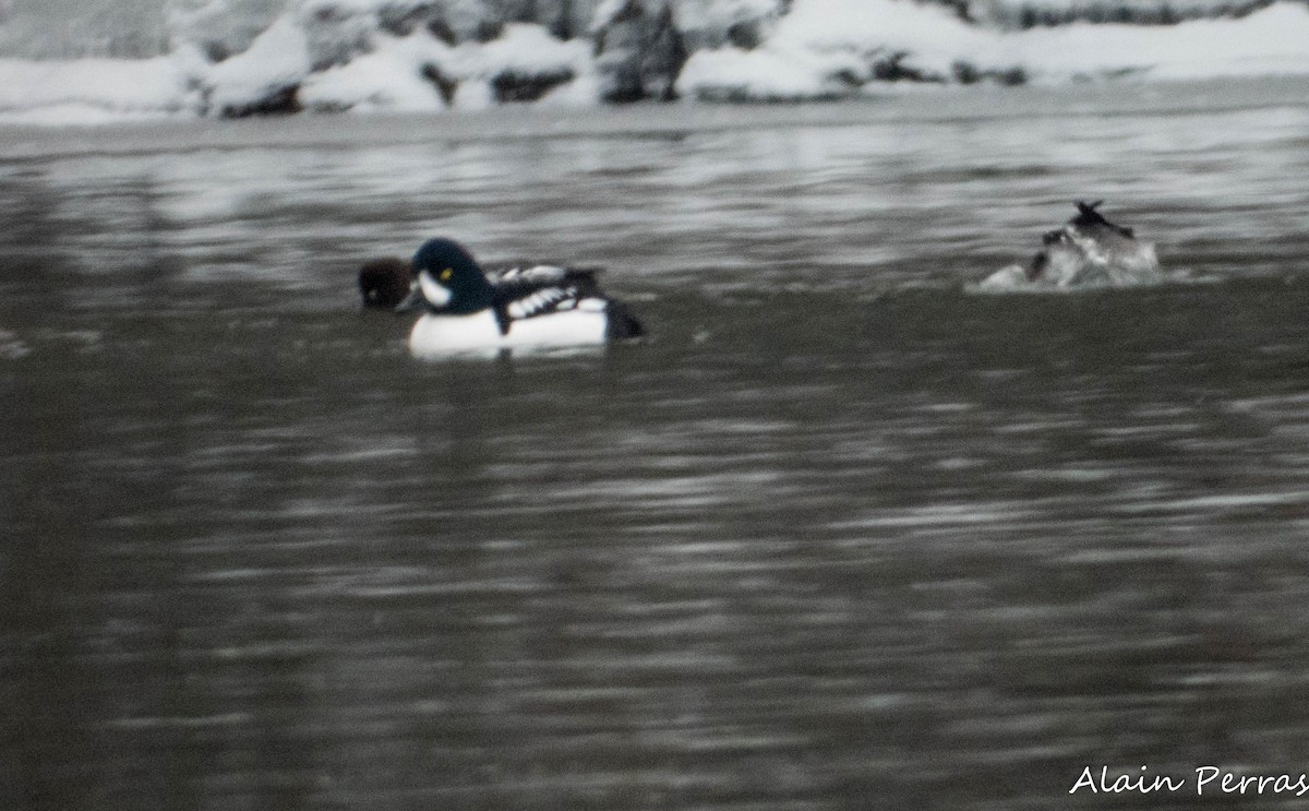 עבראש איסלנדי - ML647448206