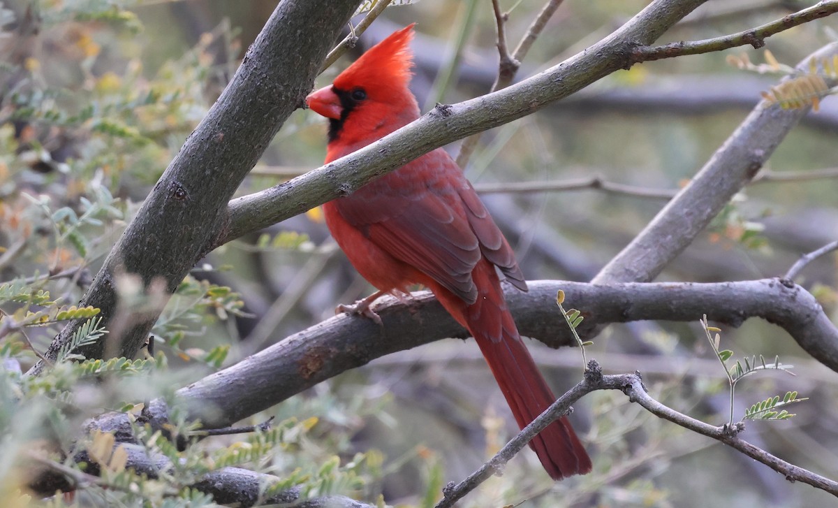 rødkardinal - ML647448208