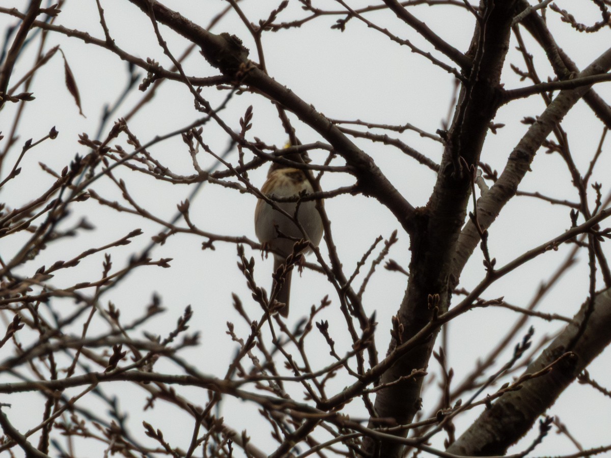 Yellow-throated Bunting - ML647448220