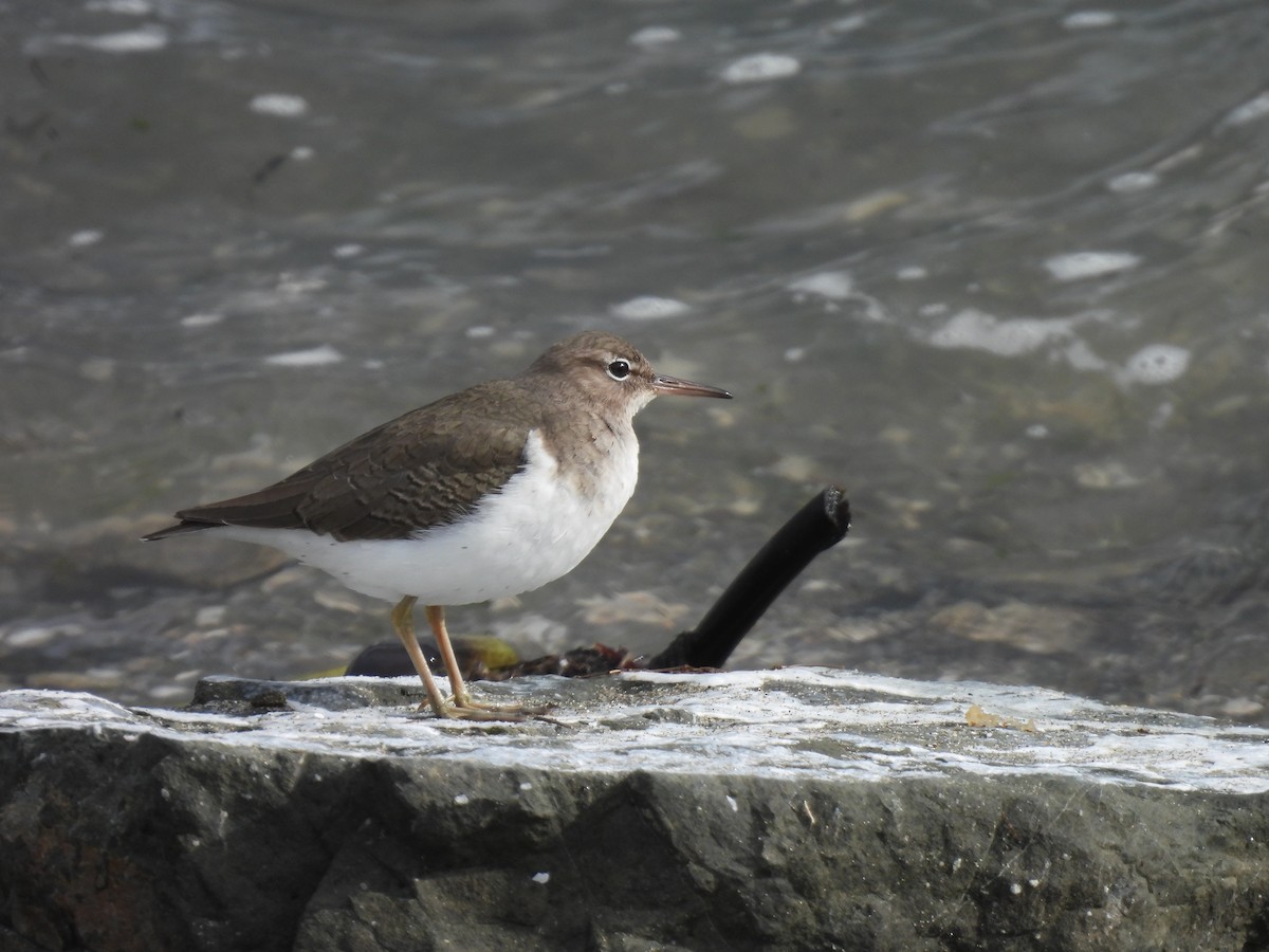 ביצנית נקודה - ML647448239
