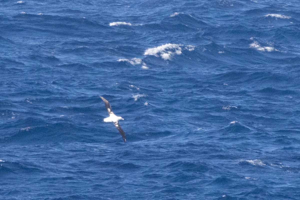 Antipodean Albatross (Gibson's) - ML647448249