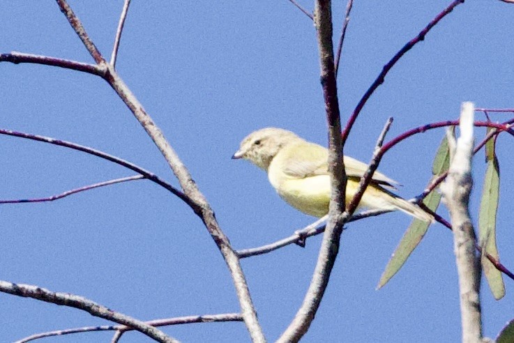 stumpnebb - ML647448251