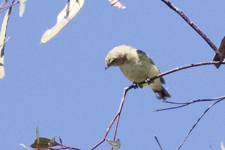 stumpnebb - ML647448254