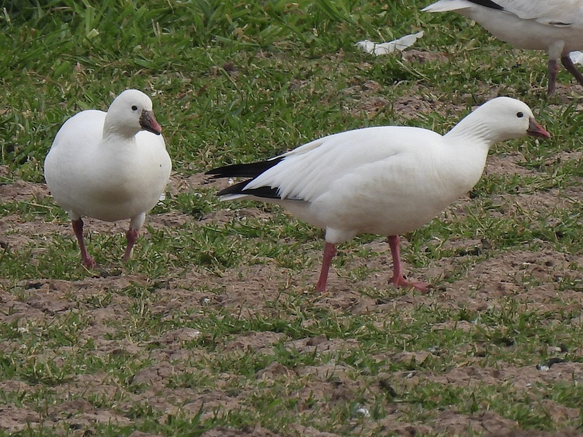 Ross's Goose - ML647448263