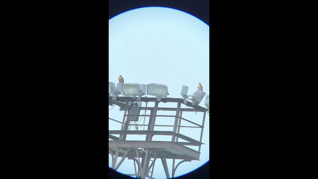 Peregrine Falcon - ML647448279