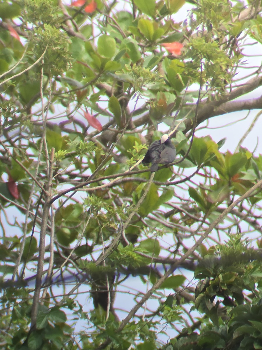 White-crowned Pigeon - ML647448281