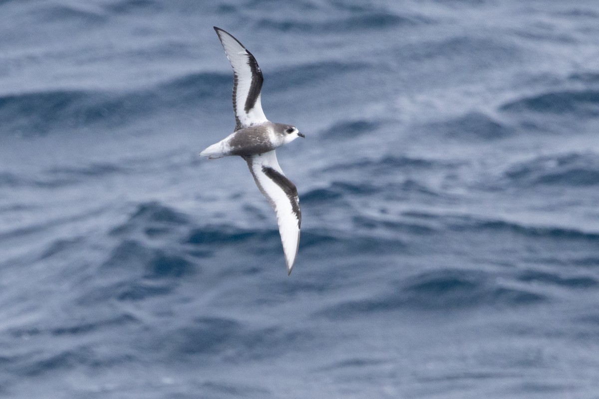 Тайфунник Піла - ML647448301