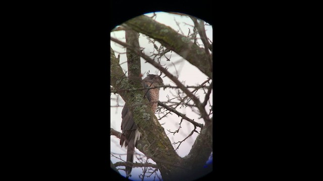 Cooper's Hawk - ML647448302