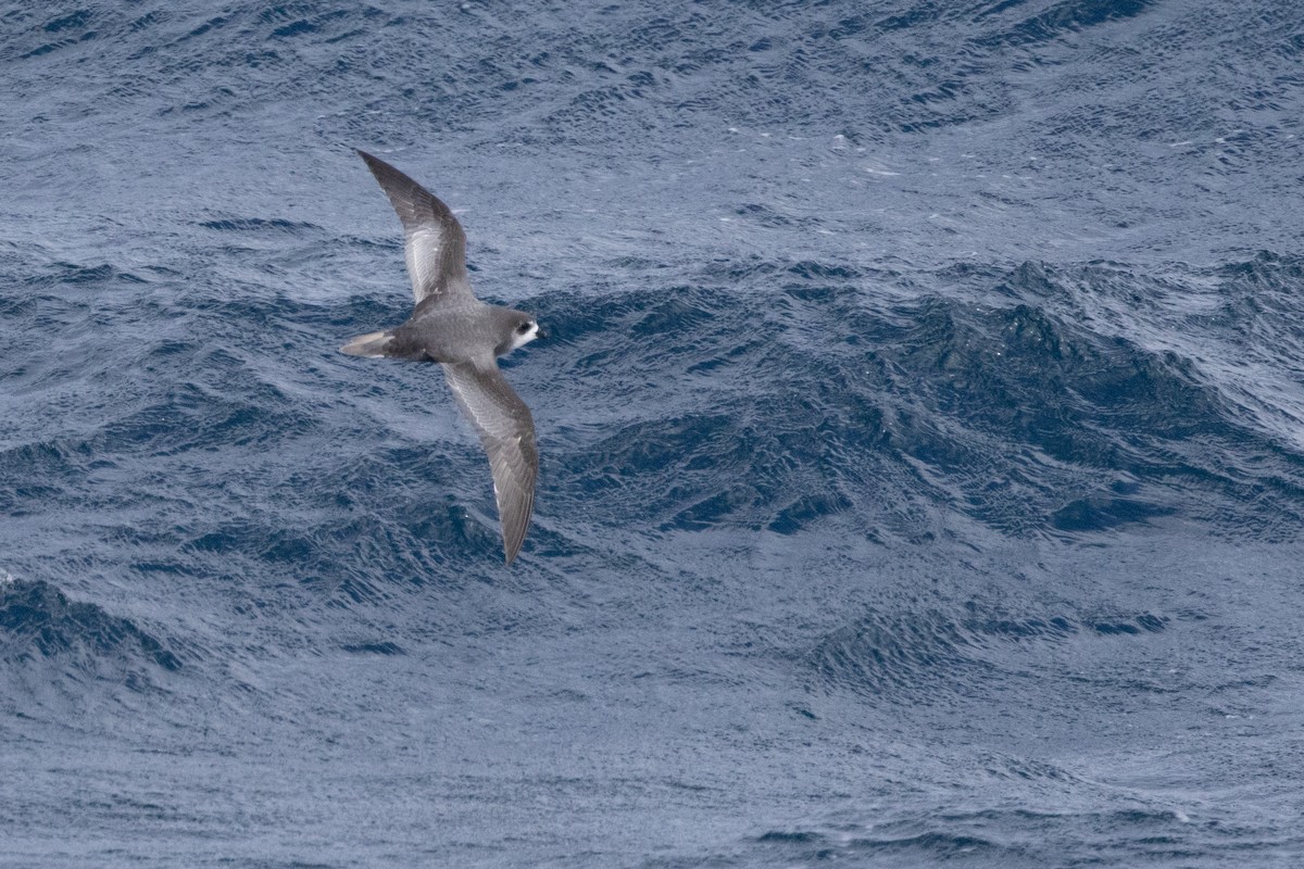 Тайфунник Піла - ML647448303