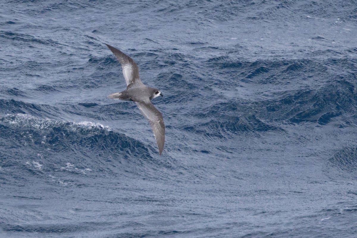 Тайфунник Піла - ML647448304