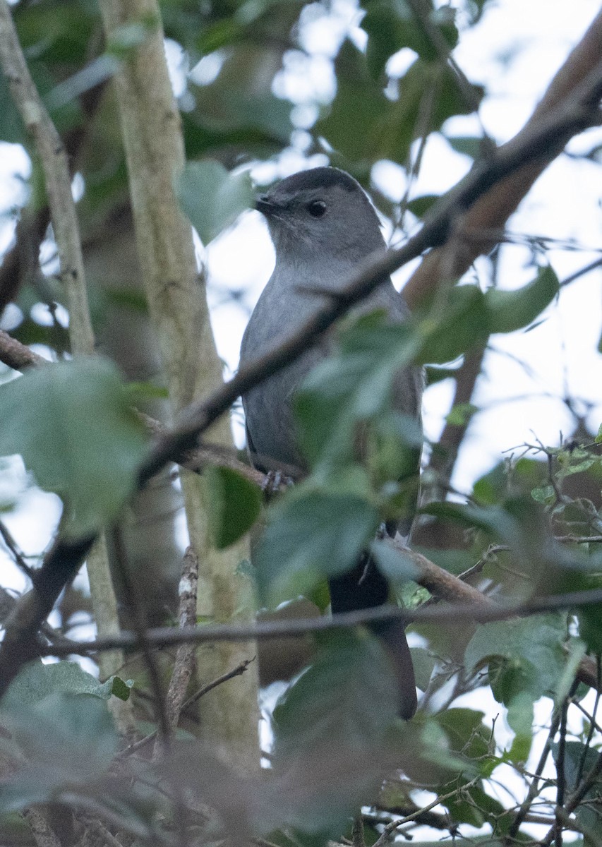 Gray Catbird - ML647448317