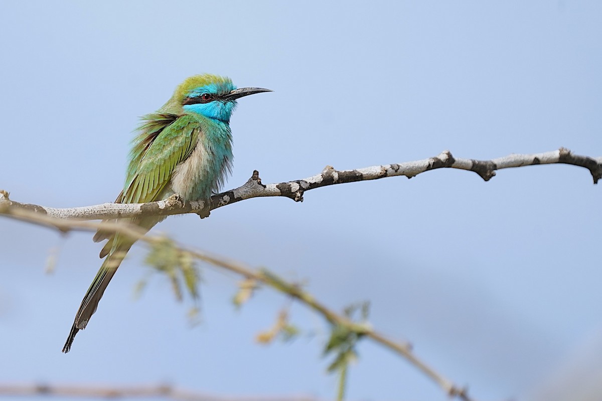 Blaukehl-Smaragdspint - ML647448330