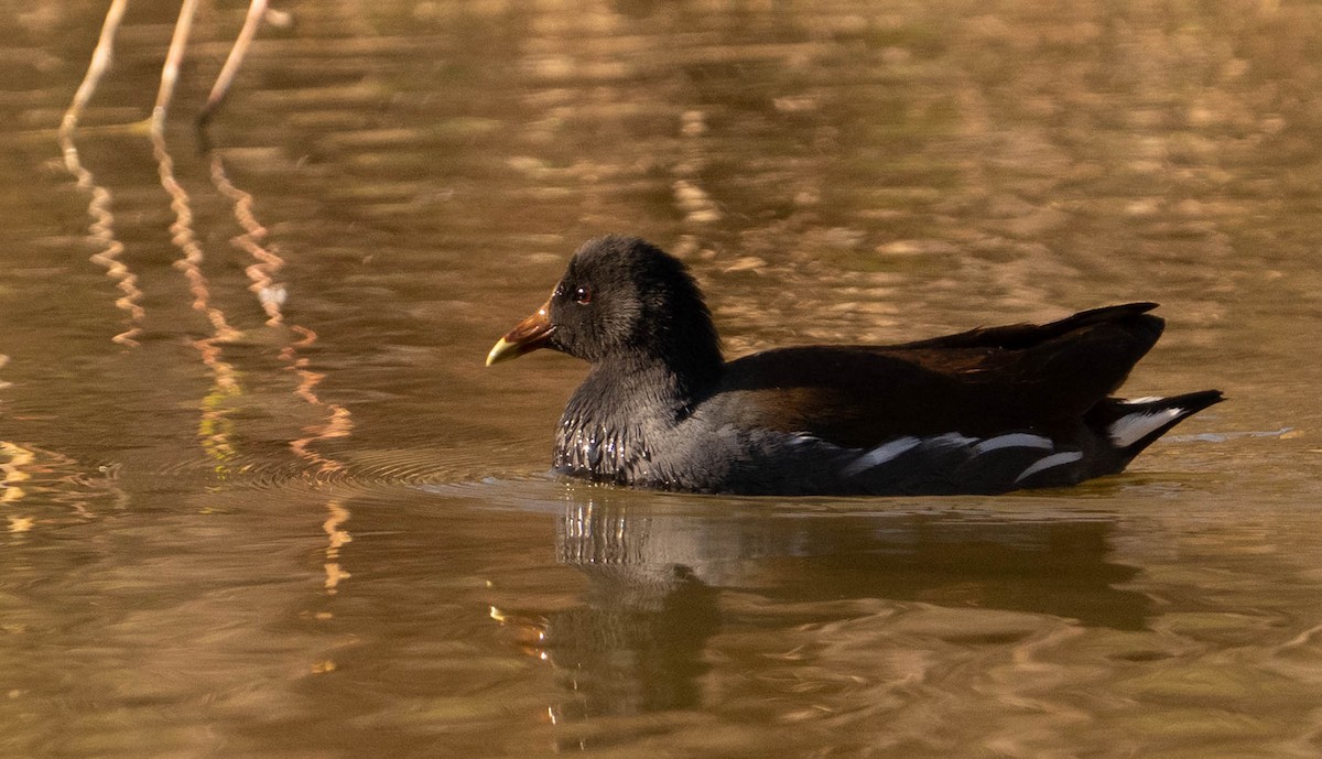 Курочка латиноамериканська - ML647448344